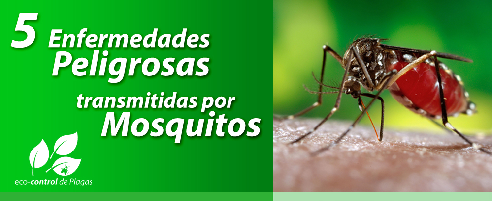 5 Enfermedades Transmitidas por Mosquitos