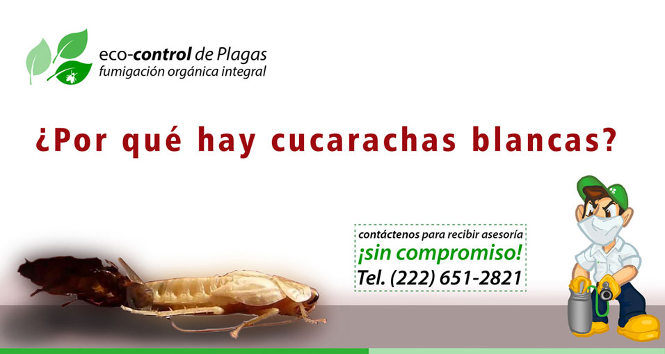 ¿Por qué existen cucarachas blancas?